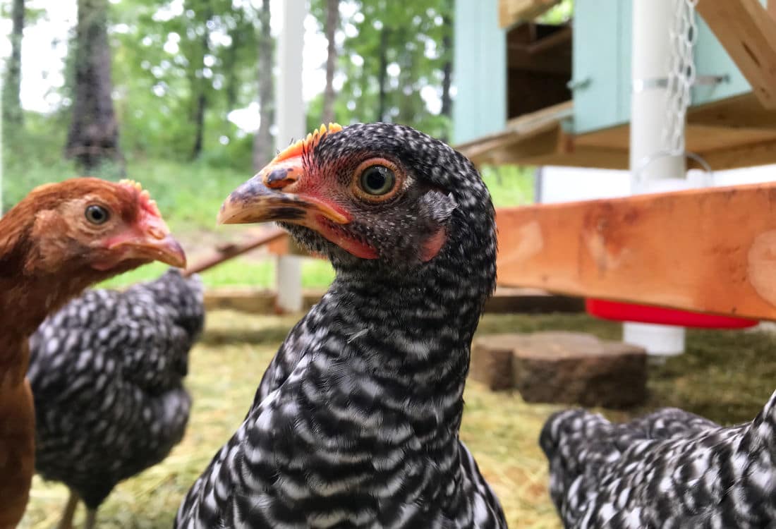 https://lifefullandfrugal.com/my-backyard-chicken-beginner-story/