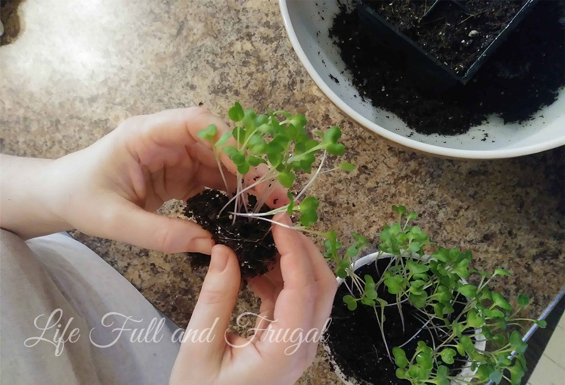 The right way to Transplant Seedlings – Life Full and Frugal