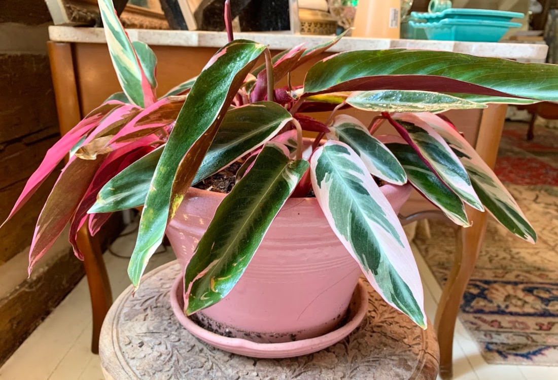 https://lifefullandfrugal.com/how-to-multiply-houseplants-for-free/